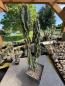Preview: Cereus jamacaru monstrose